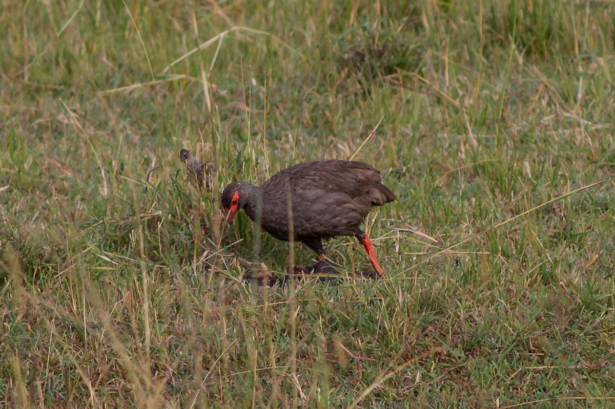 Red-necked Spurfowl - ML637785501