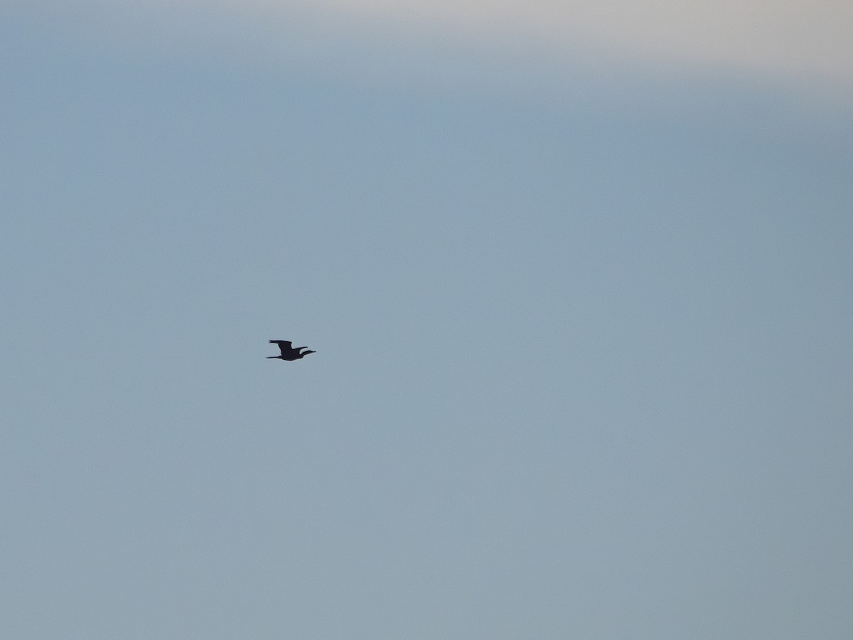 Cormorán Biguá - ML637785512
