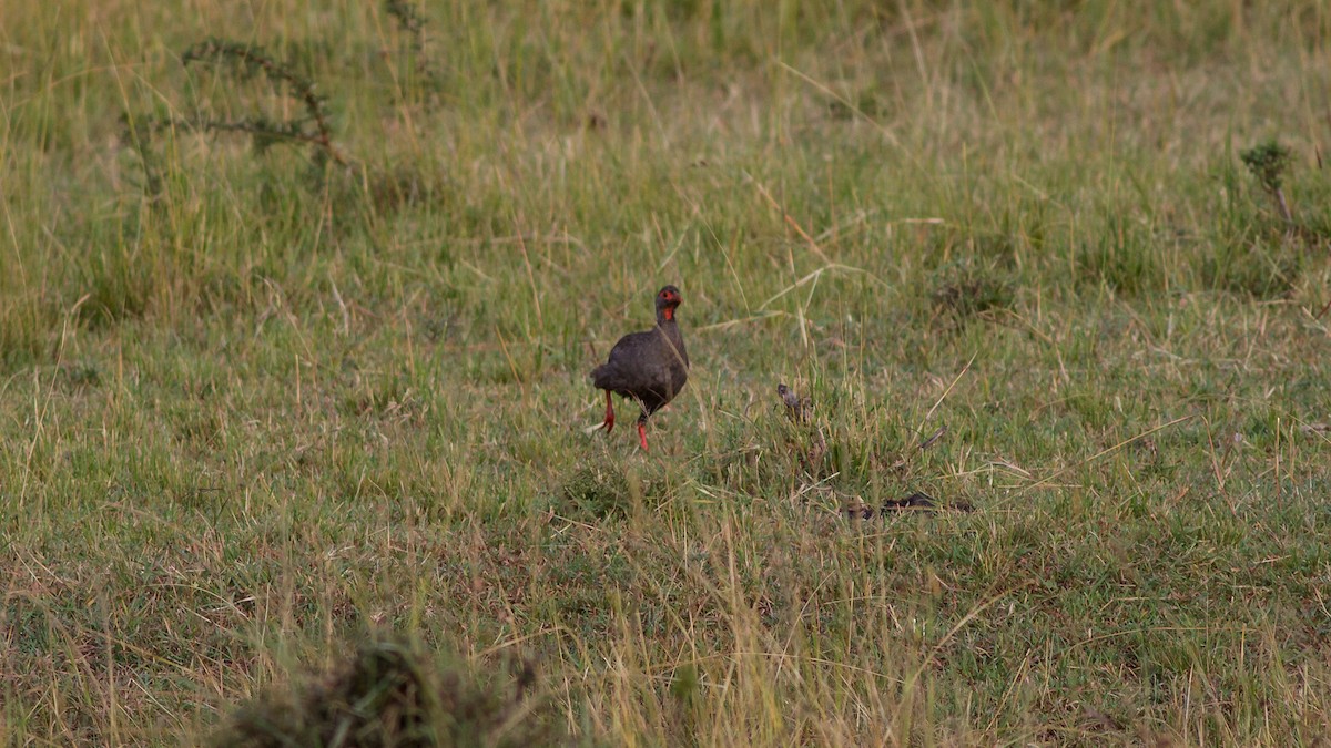 Red-necked Spurfowl - ML637785513