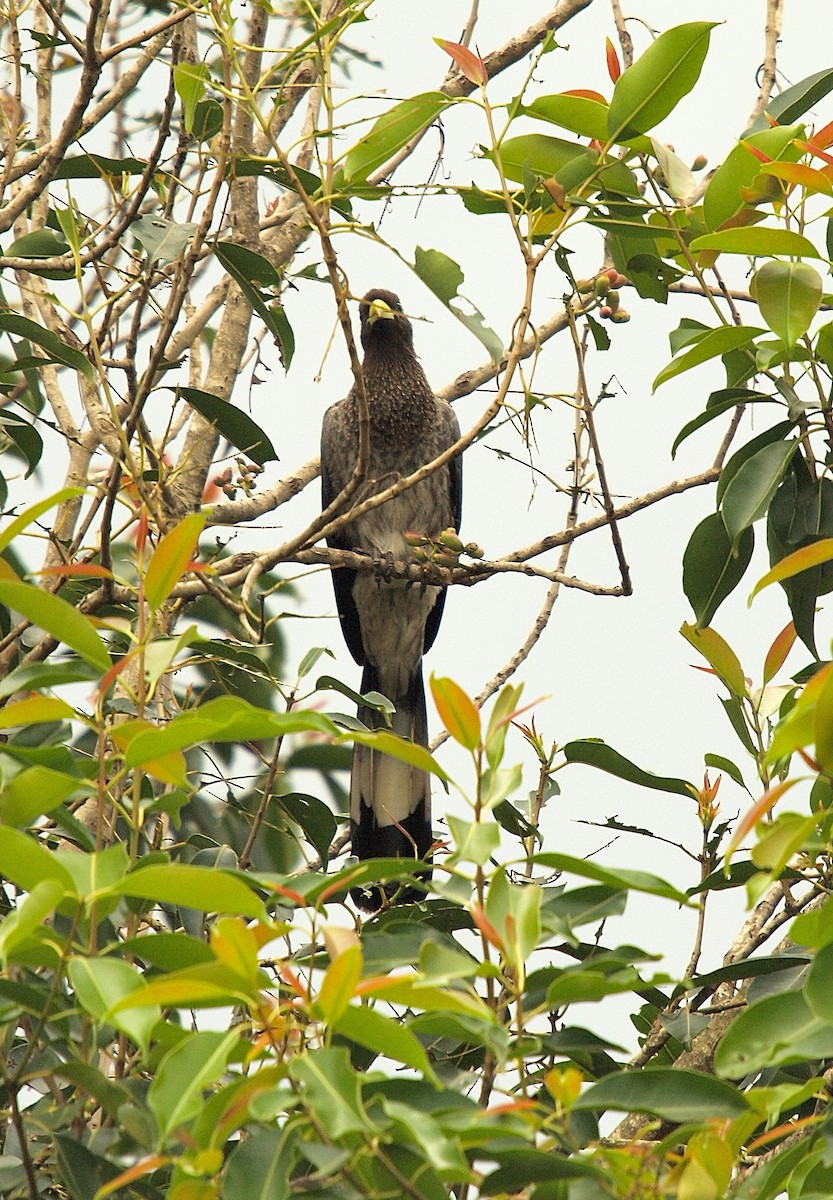Turaco Gris Oriental - ML637785519