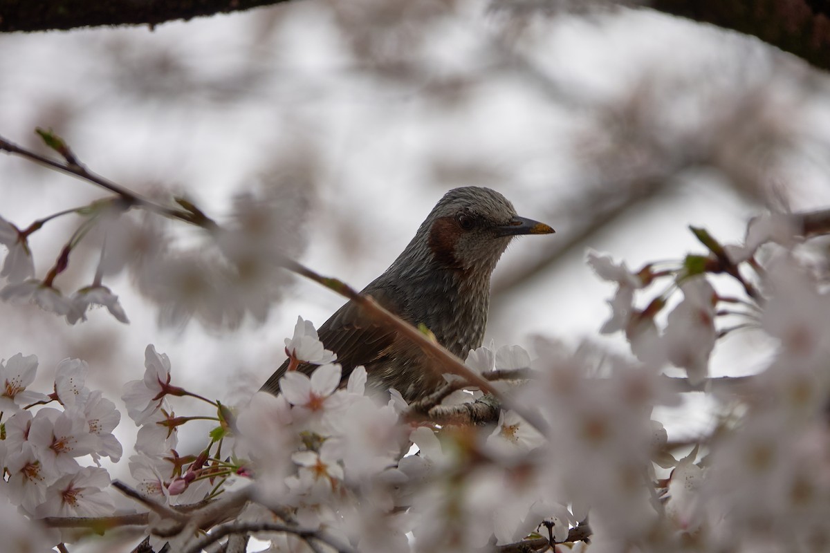 Bulbul Orejipardo - ML637785522
