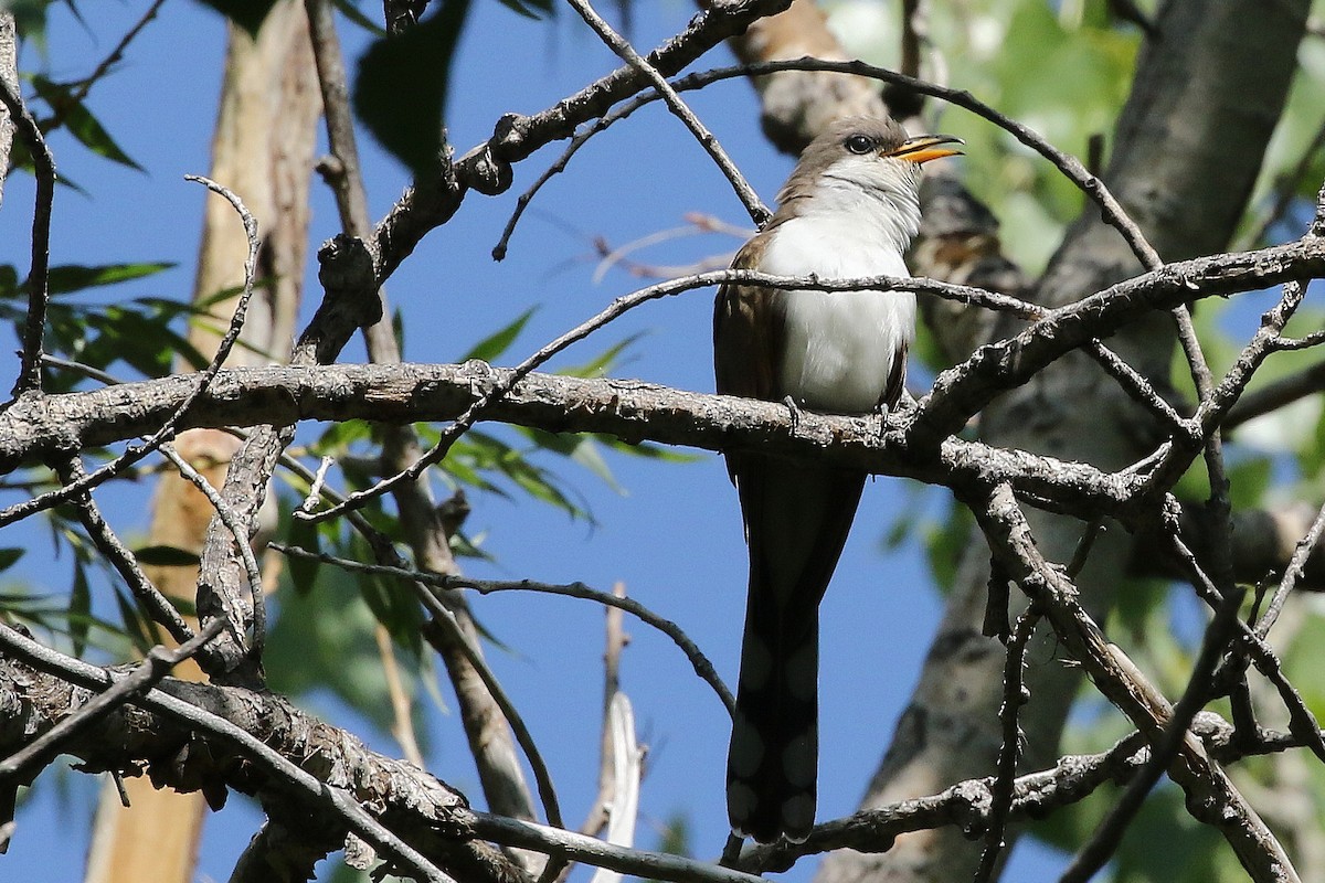 Cuclillo Piquigualdo - ML637785526