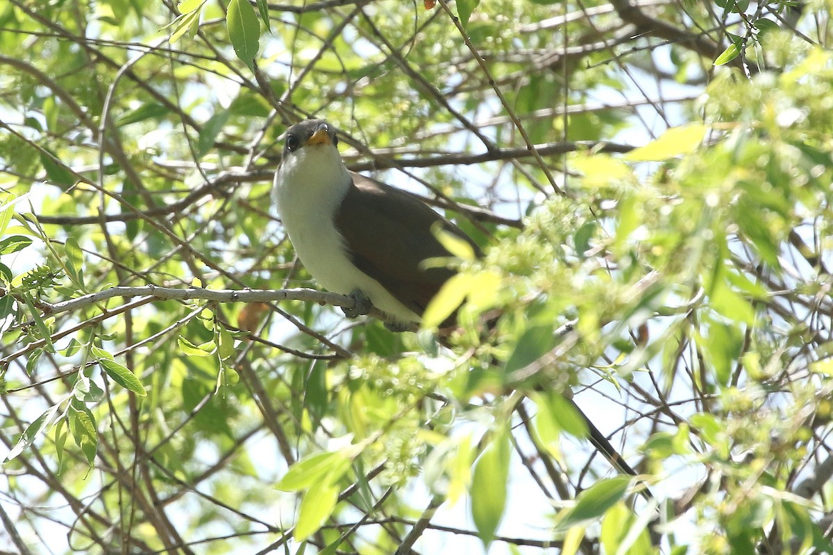 Cuclillo Piquigualdo - ML637785536