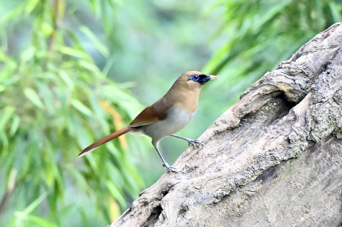 Buffy Laughingthrush - ML637785592