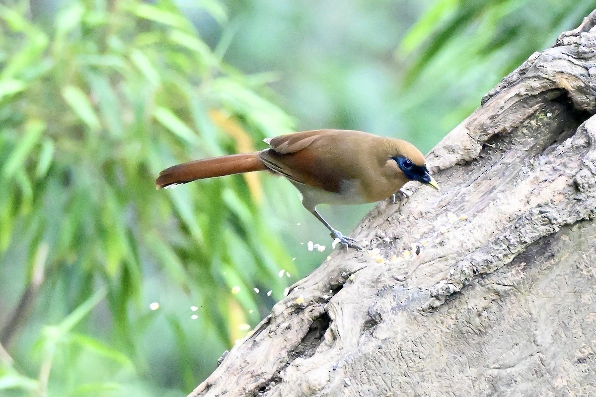 Buffy Laughingthrush - ML637785594