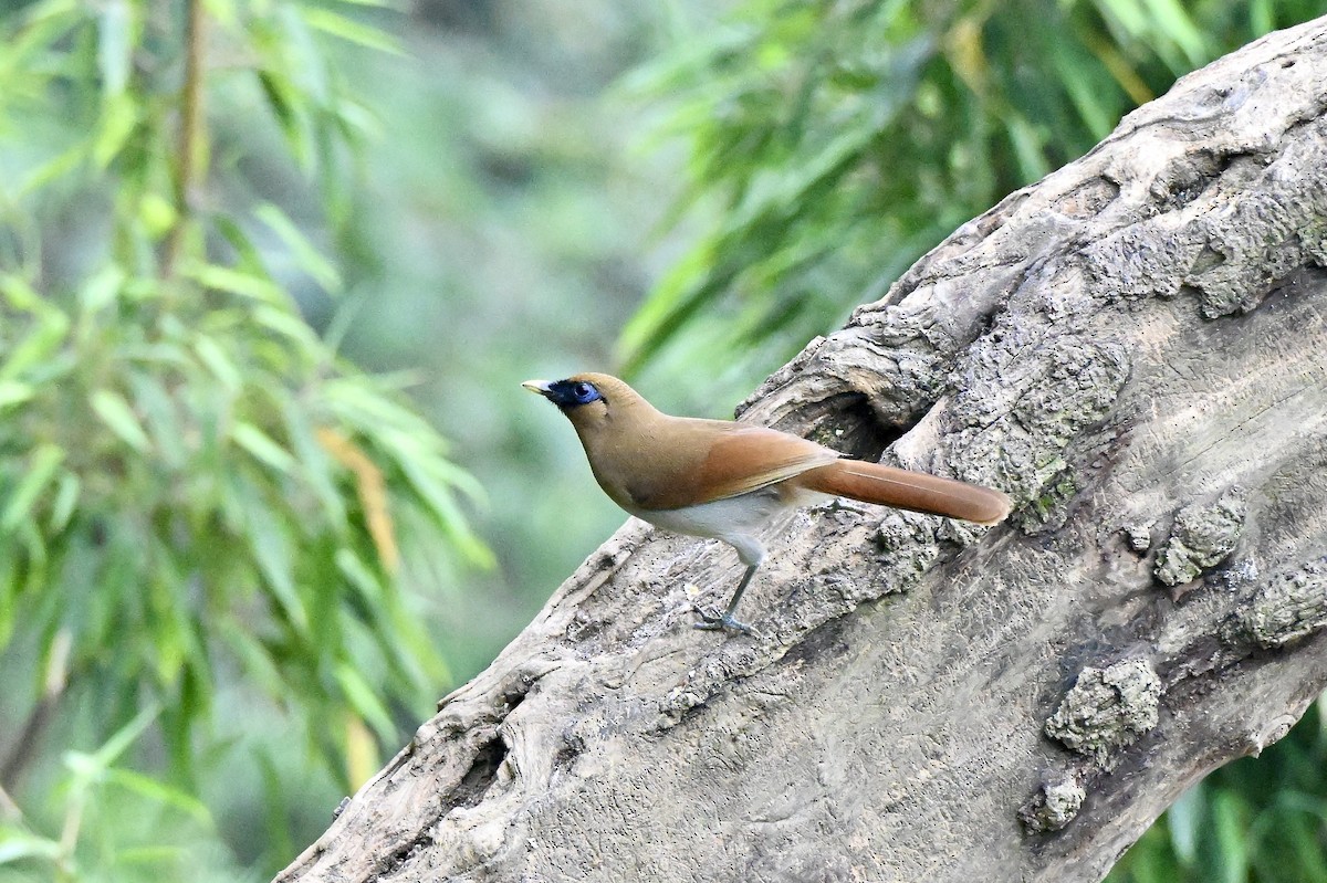 Buffy Laughingthrush - ML637785600