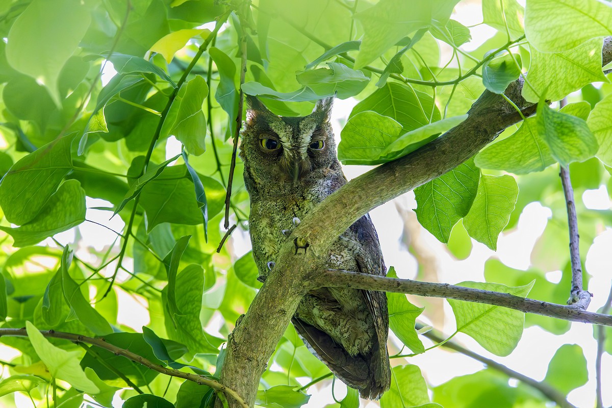 Oriental Scops-Owl - ML637785694
