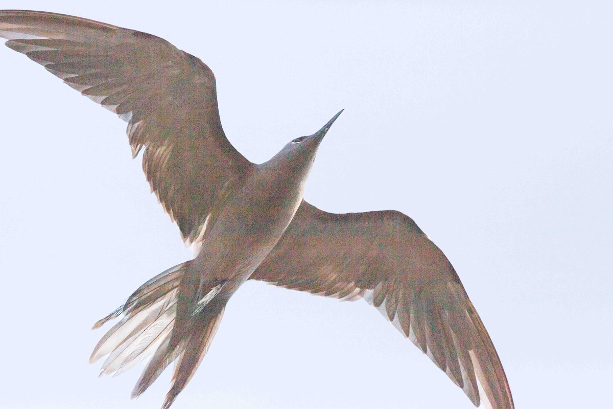 Brown Noddy - ML637785700