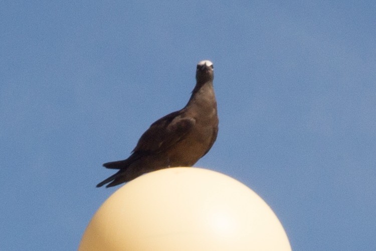 Brown Noddy - ML637785726