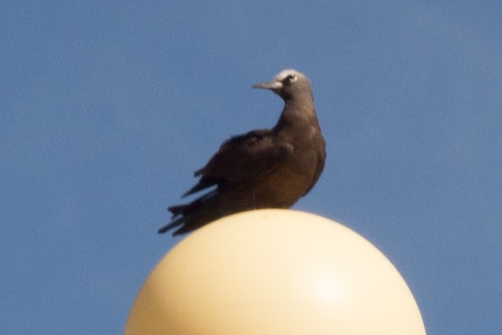 Brown Noddy - ML637785727