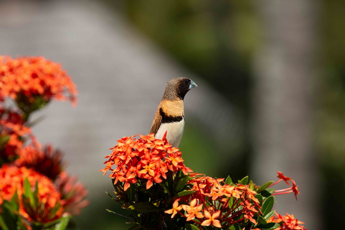 Chestnut-breasted Munia - ML637785767