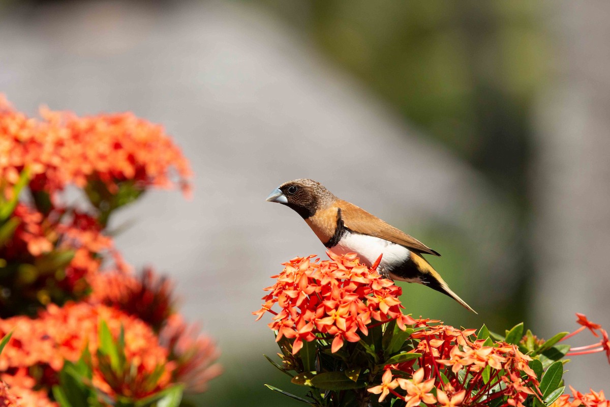 Chestnut-breasted Munia - ML637785768