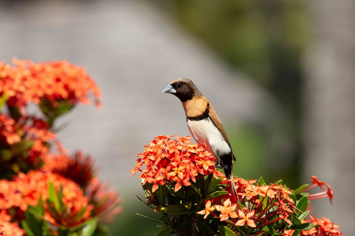 Chestnut-breasted Munia - ML637785769