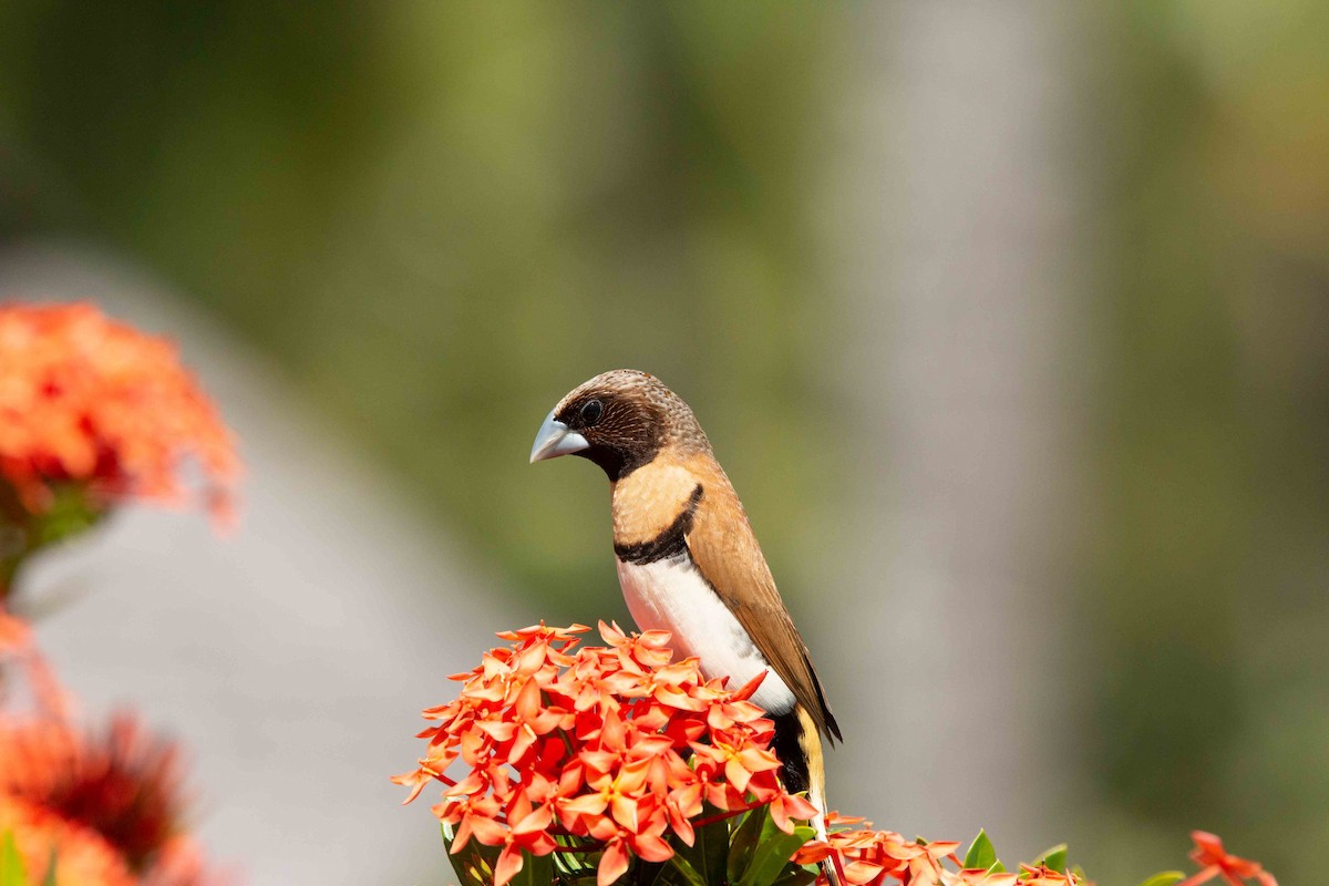 Chestnut-breasted Munia - ML637785770