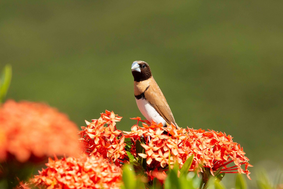 Chestnut-breasted Munia - ML637785771