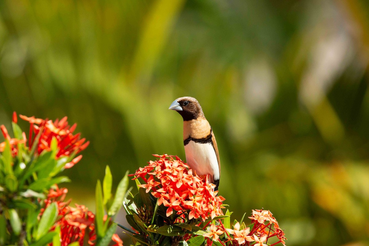 Chestnut-breasted Munia - ML637785772