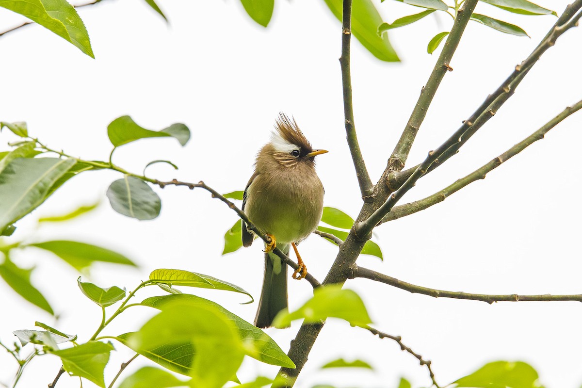 White-collared Yuhina - ML637785776