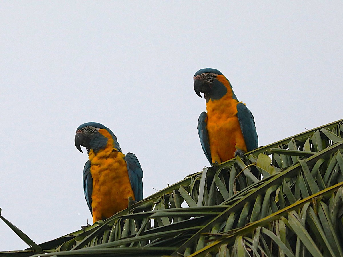 Blue-throated Macaw - ML637785796