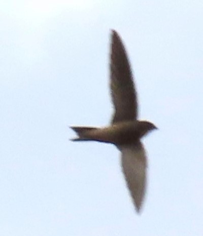 Apus sp. - ML637785817