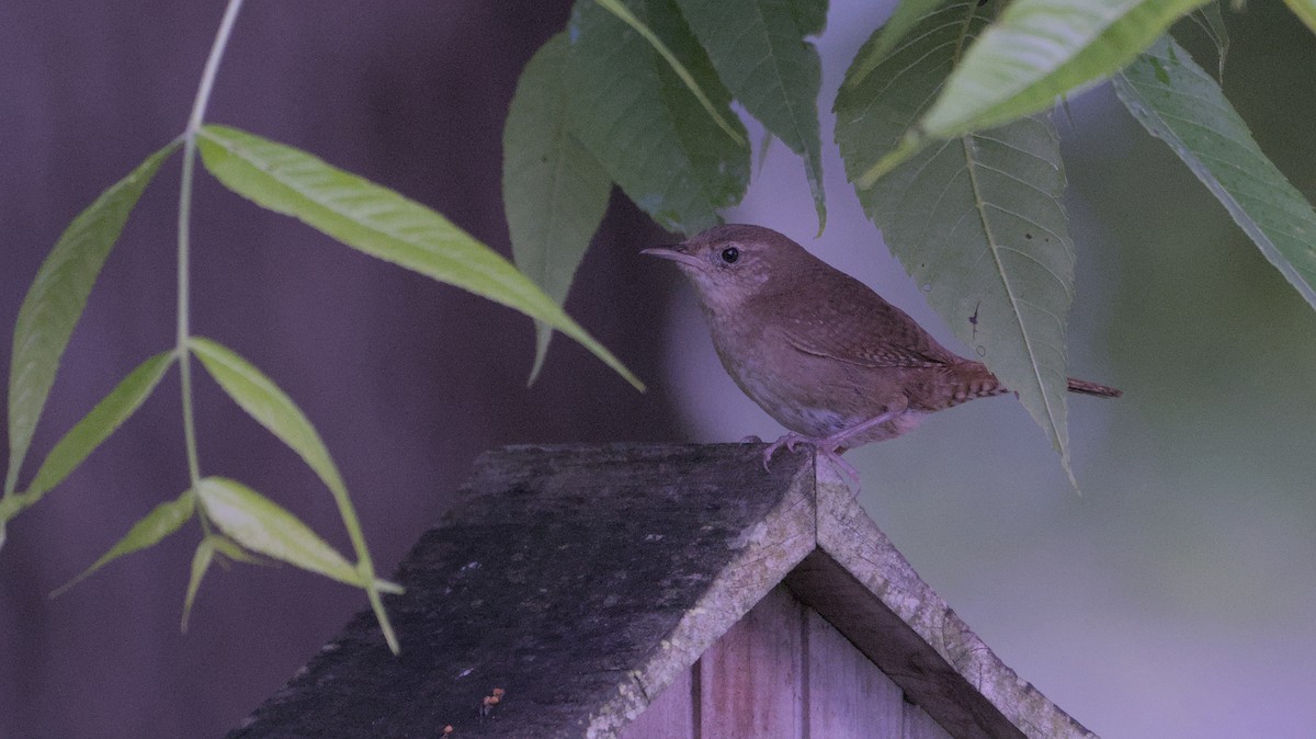 Northern House Wren - ML637785825