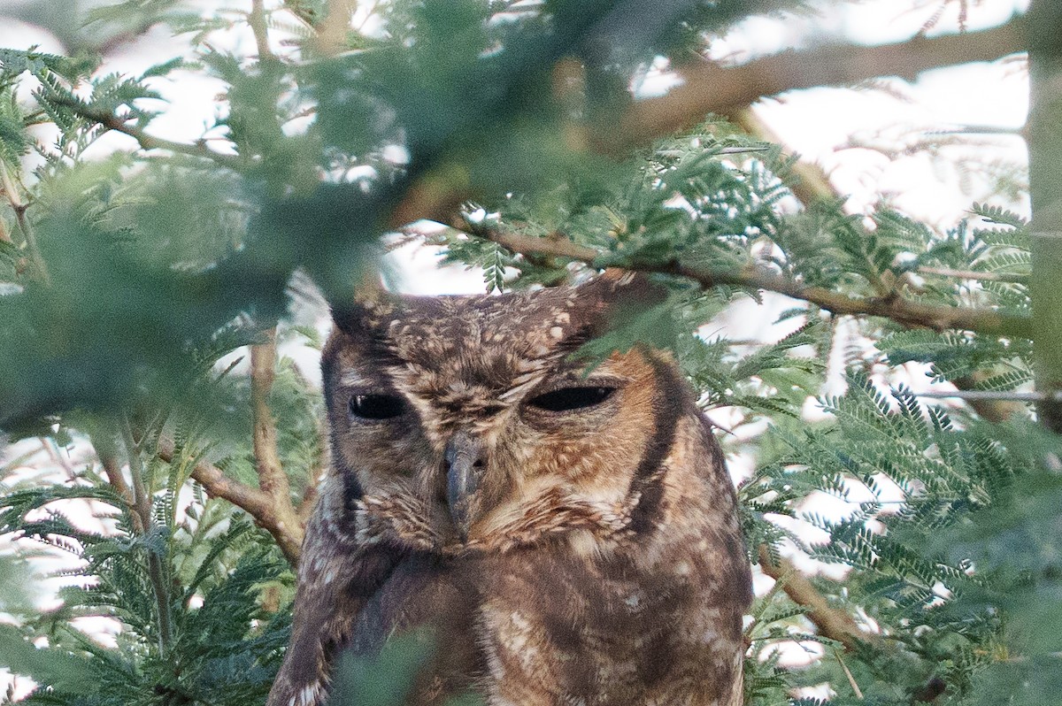 Grayish Eagle-Owl - ML637785856