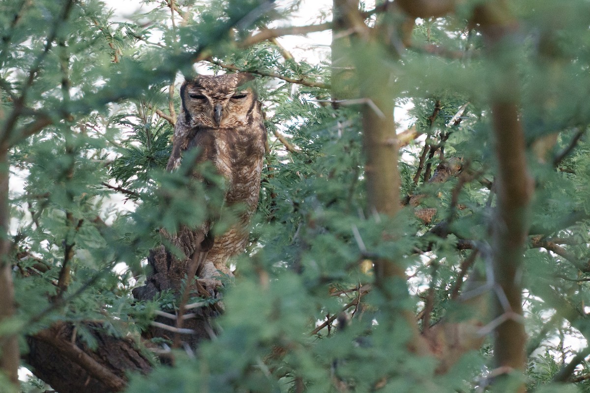 Grayish Eagle-Owl - ML637785858