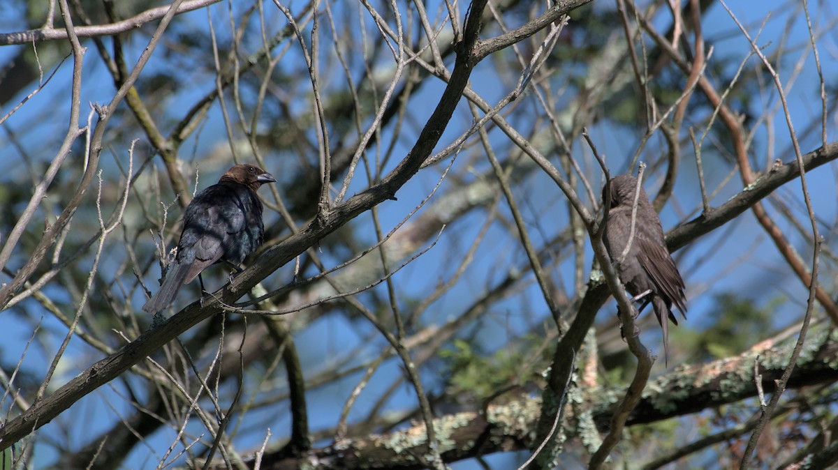 Brown-headed Cowbird - ML637785880