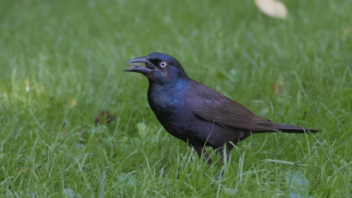 Common Grackle - ML637785889
