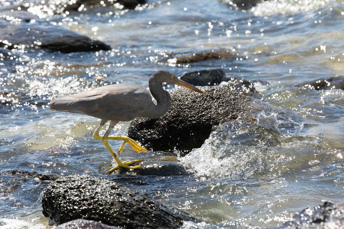 Pacific Reef-Heron - ML637785896