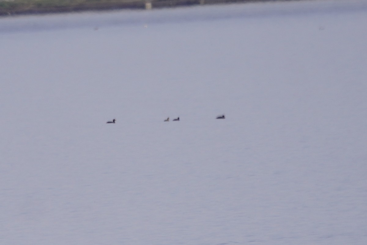 Black Scoter - ML637785899