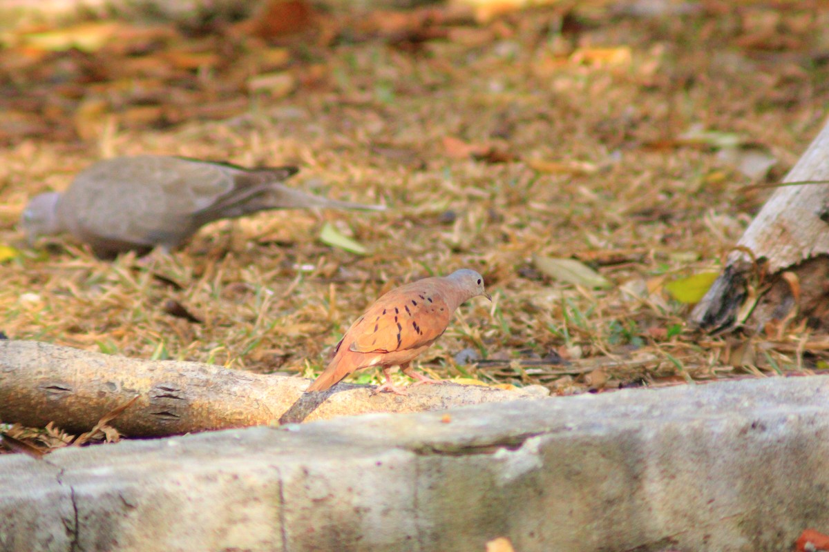 Ruddy Ground Dove - ML637785900