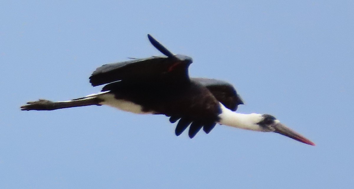 African Woolly-necked Stork - ML637785901