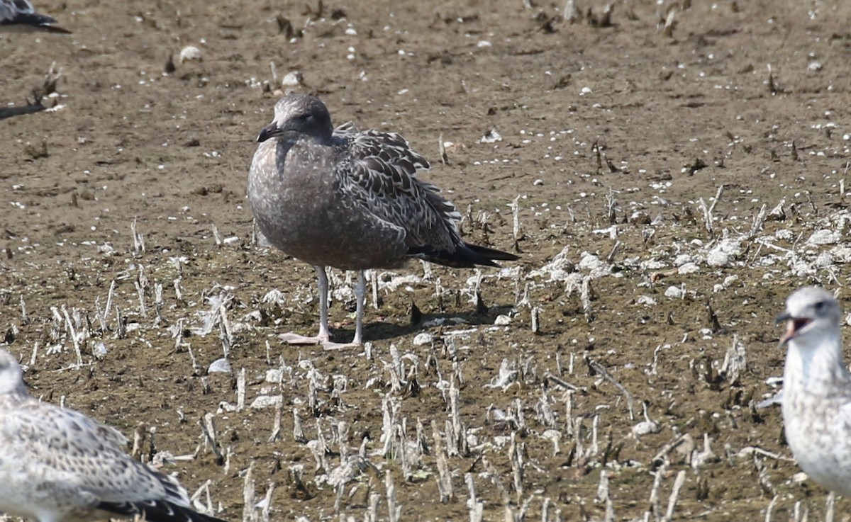 California Gull - ML637785903