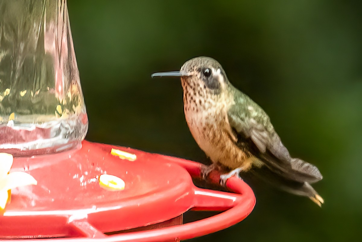 Speckled Hummingbird - ML637785910