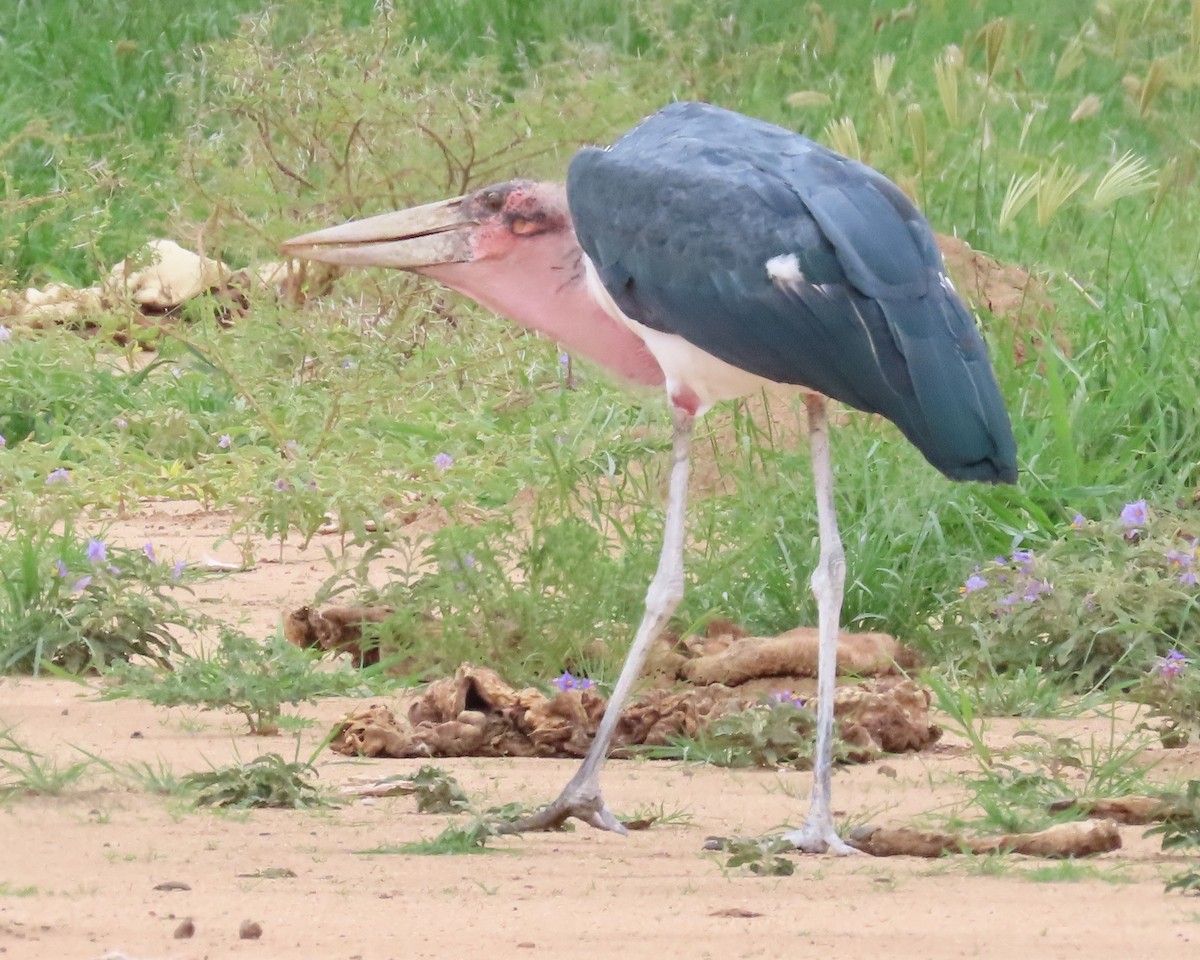 Marabou Stork - ML637785911