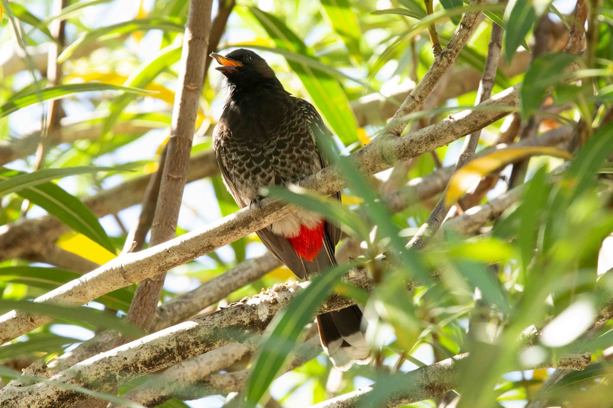 Red-vented Bulbul - ML637785913