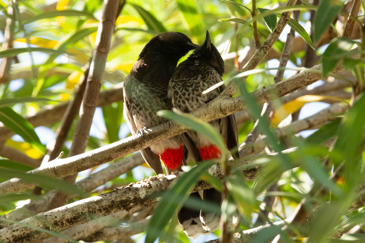 Red-vented Bulbul - ML637785914