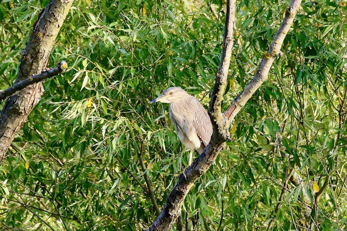 Nitticora - ML637785916