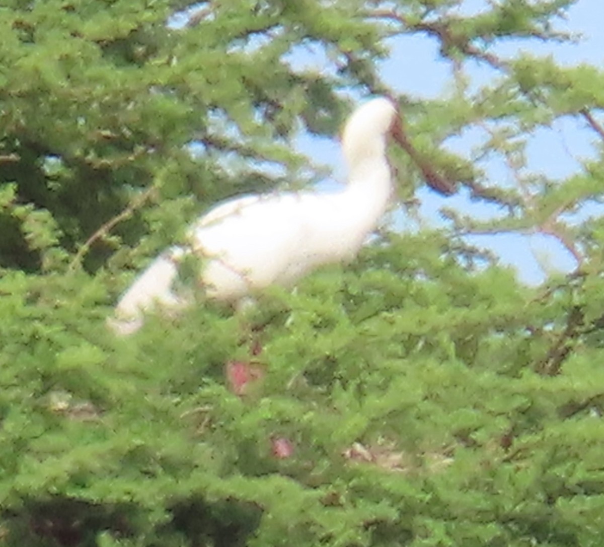 Espátula Africana - ML637785952