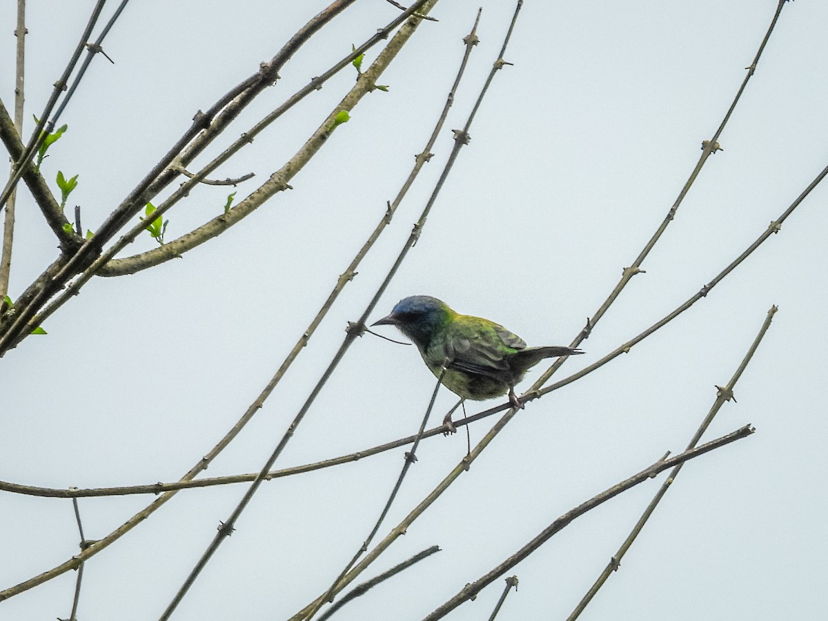 Dacnis Azul - ML637785968