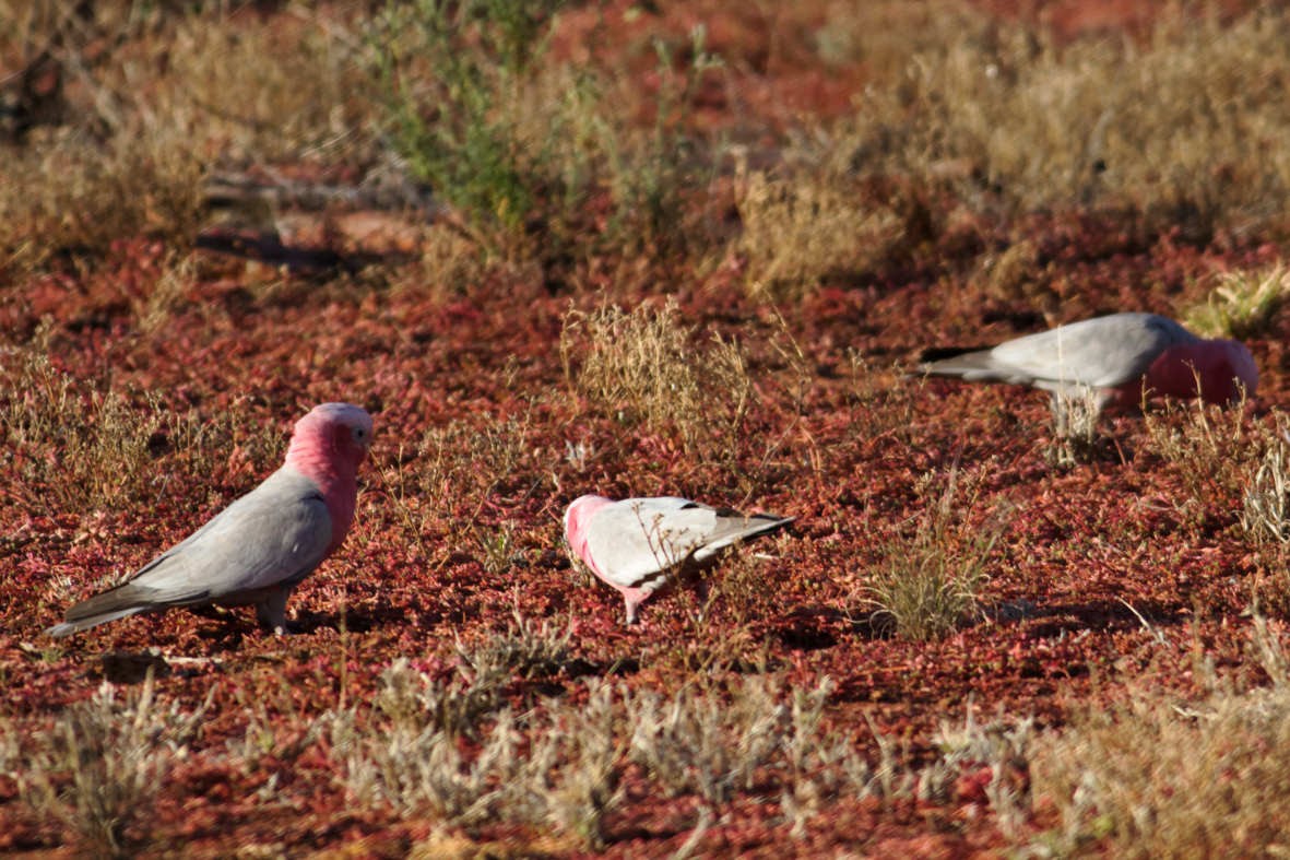 Galah - ML637786003