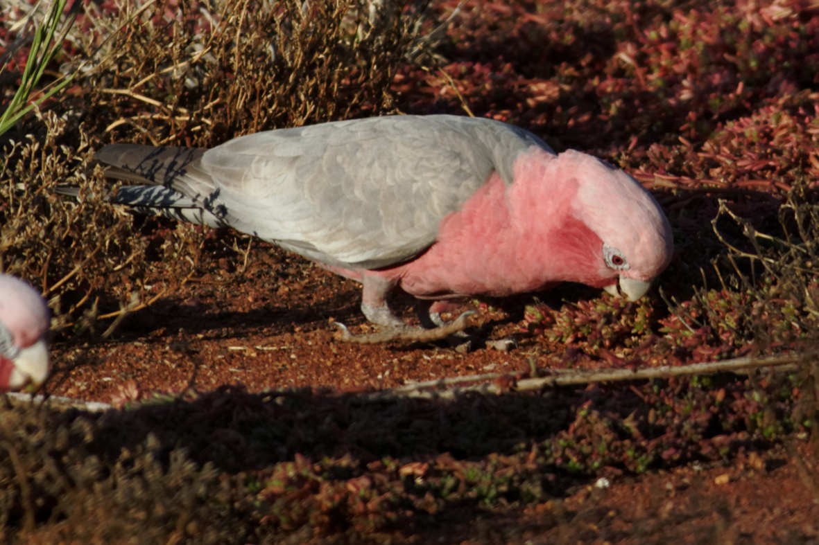 Galah - ML637786004