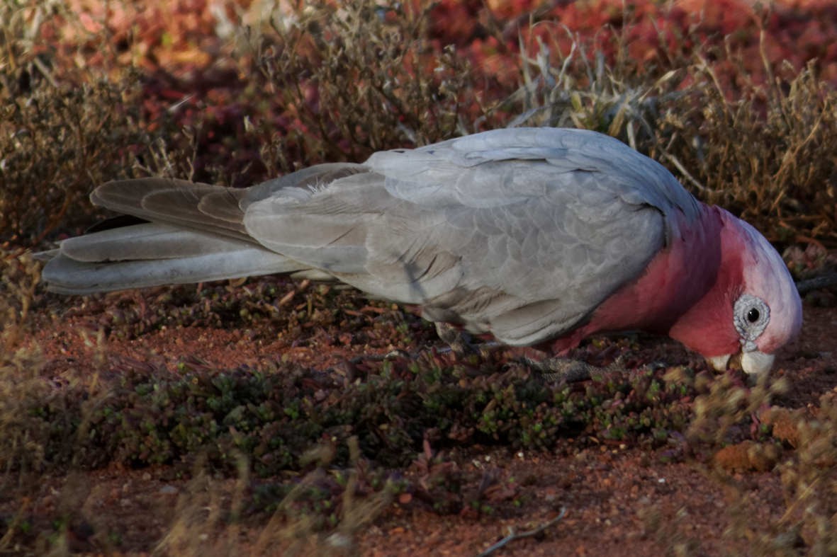 Galah - ML637786006