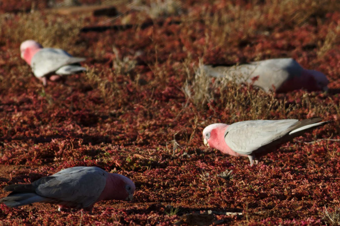 Galah - ML637786007