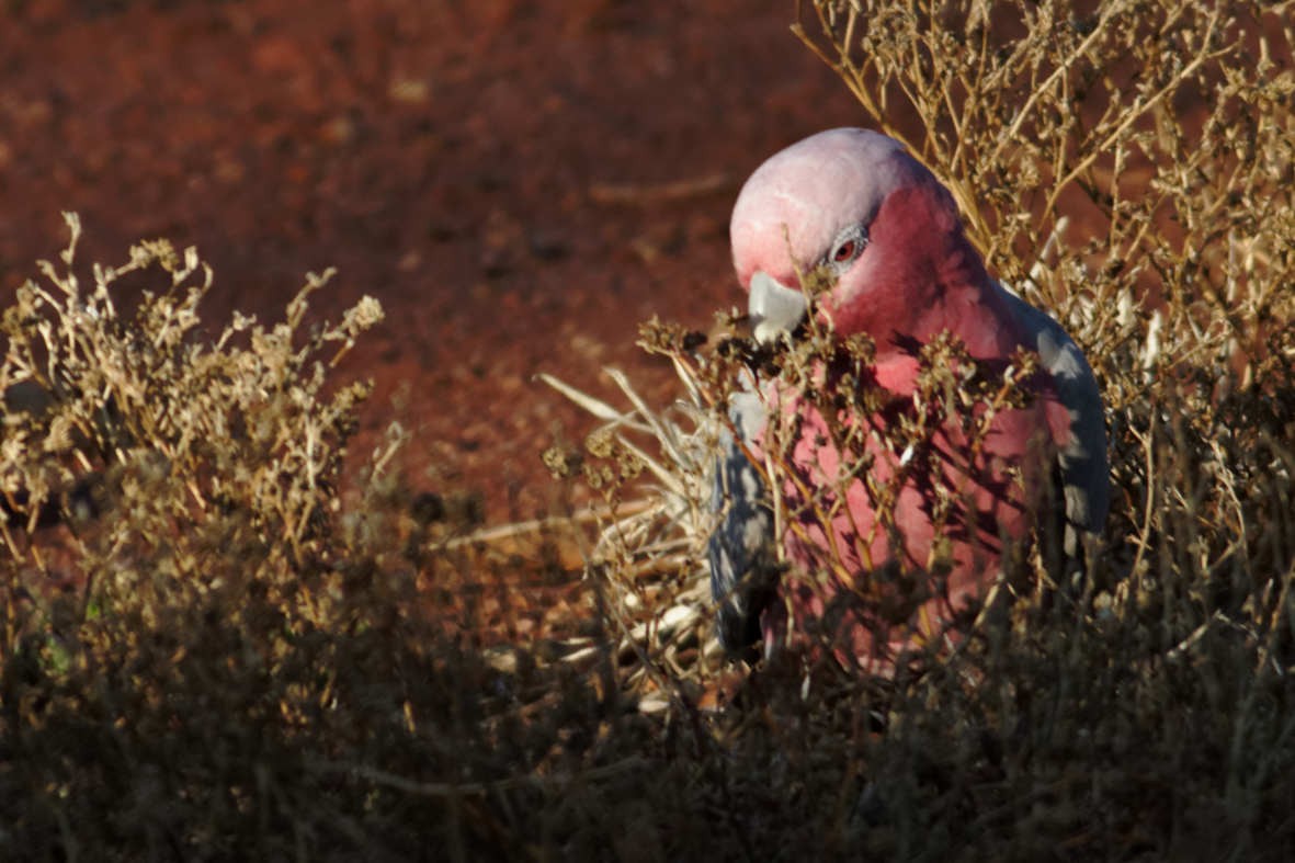 Galah - ML637786008