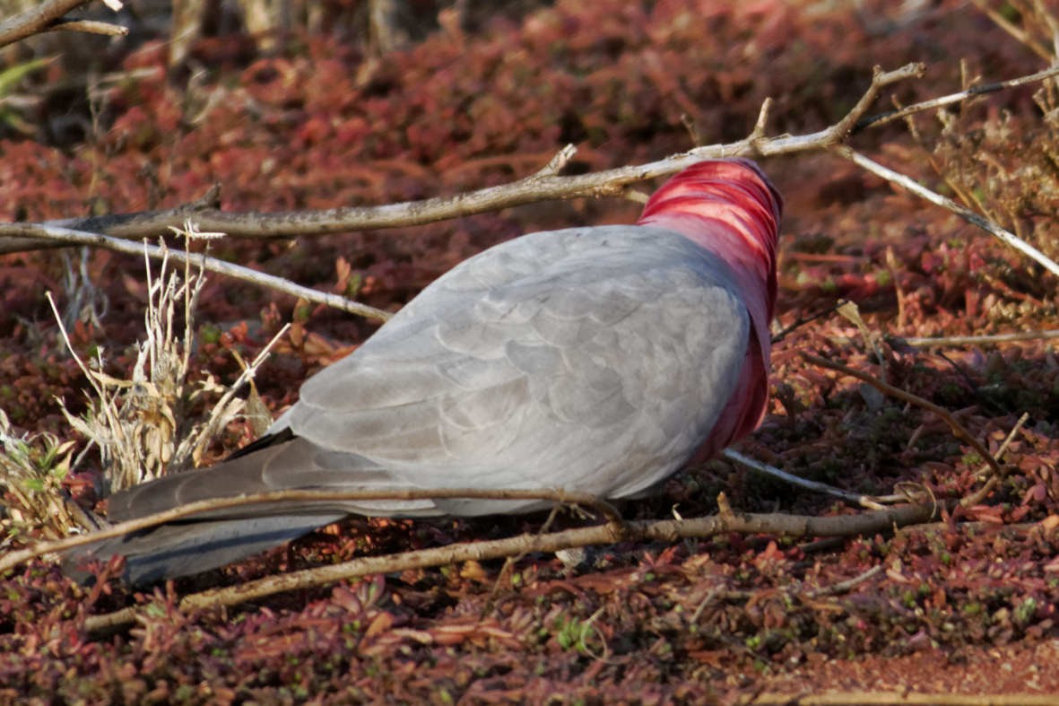 Galah - ML637786009