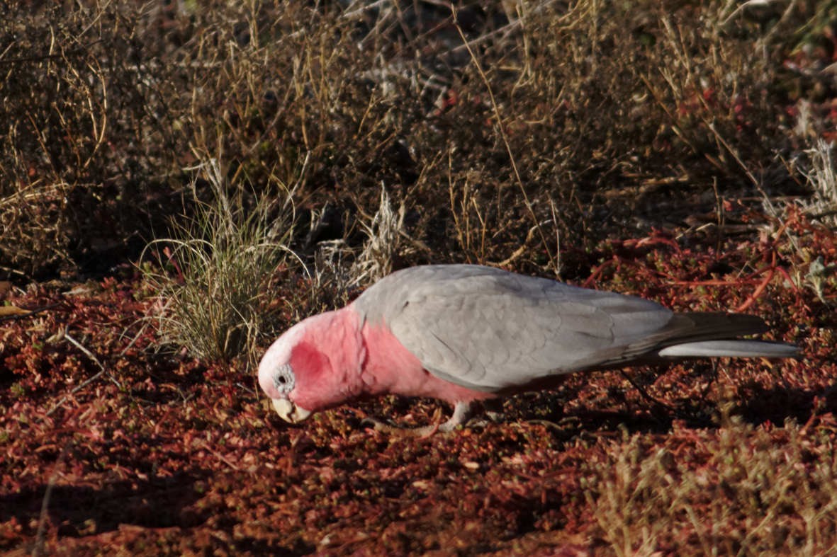 Galah - ML637786010