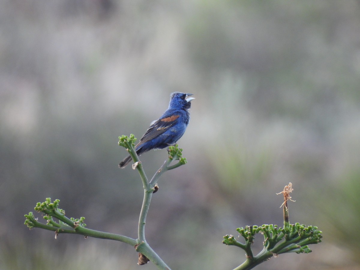 Blue Grosbeak - ML637786012
