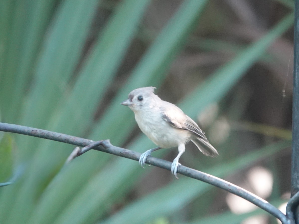 Tufted Titmouse - ML637786013