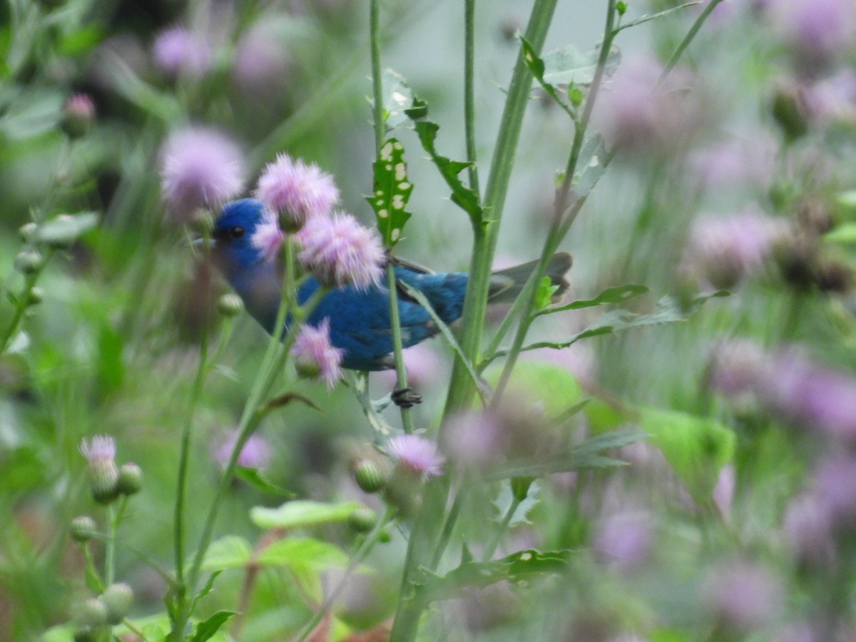 Indigo Bunting - ML637786015